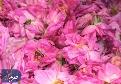 گل و گلاب میمند + تصاویر  <img src="/images/picture_icon.png" width="16" height="16" border="0" align="top">