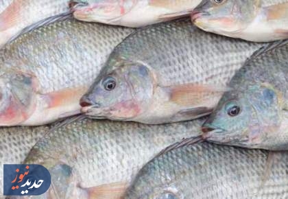 سرنوشت پرورش تیلاپیا به کجا رسید؟