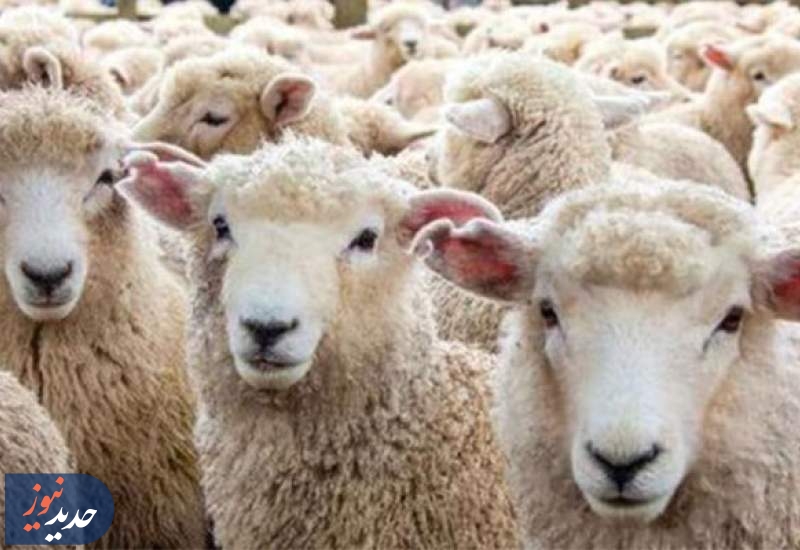 کاهش قیمت ۲۰ هزار تومانی دام سبک
