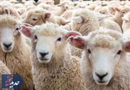 کاهش قیمت ۲۰ هزار تومانی دام سبک