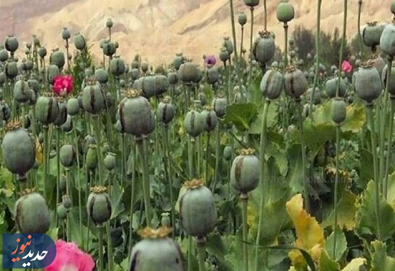 کشت مخدر داخل کشور؛ سودجویان مشغول برداشت!