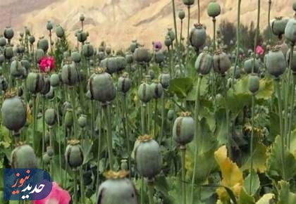 کشت مخدر داخل کشور؛ سودجویان مشغول برداشت!