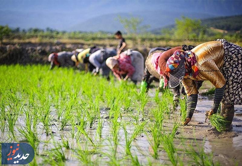 برنج در دام سوءمدیریت‌ها؛ از عملکرد جزیره‌ای تا احتکار