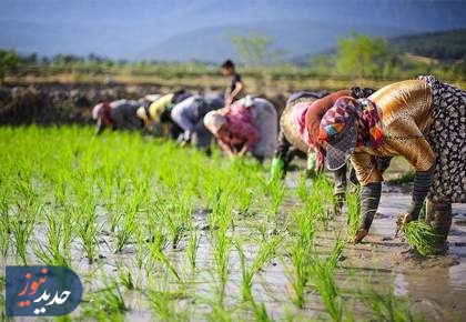 برنج در دام سوءمدیریت‌ها؛ از عملکرد جزیره‌ای تا احتکار