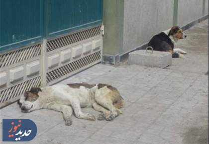 10روز تماس بی‌نتیجه با شهرداری برای انتقال سگ ولگرد بیمار!
