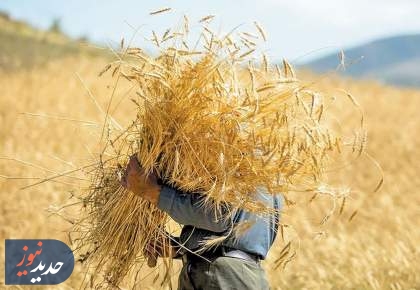 جزئیات بیمه گندم کشاورزان اعلام شد