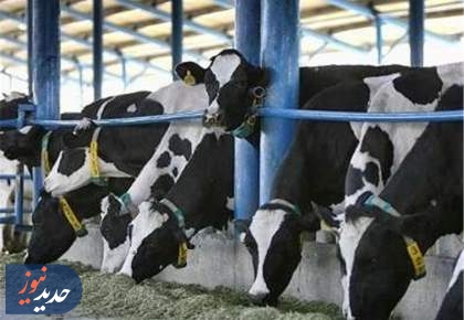 آلوده شدن برخی دامداری های صنعتی استان تهران به تب برفکی