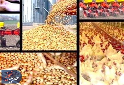 گلایه تولید کنندگان | مرغداران بدون دان مانده‌اند