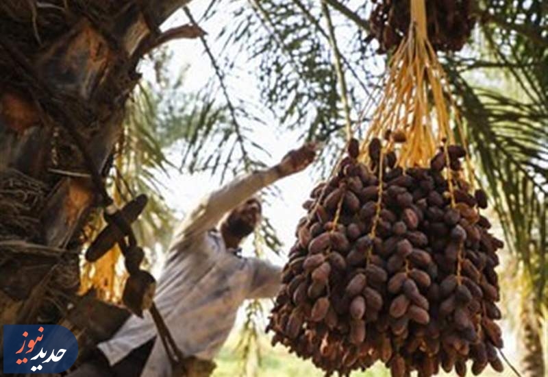 حذف 5 محصول کشاورزی از فهرست عوارض آب مجازی 