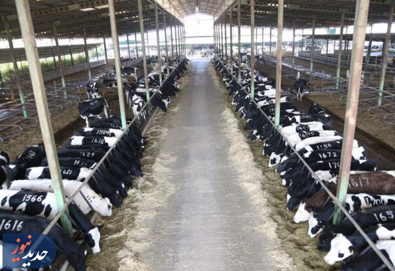 «خالی فروشی»| عدم نظارت بر بازارگاه و ثبت صوری سفارشات