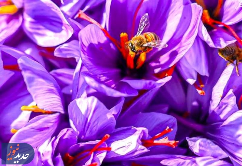 برداشت طلای سرخ در لرستان + تصاویر  