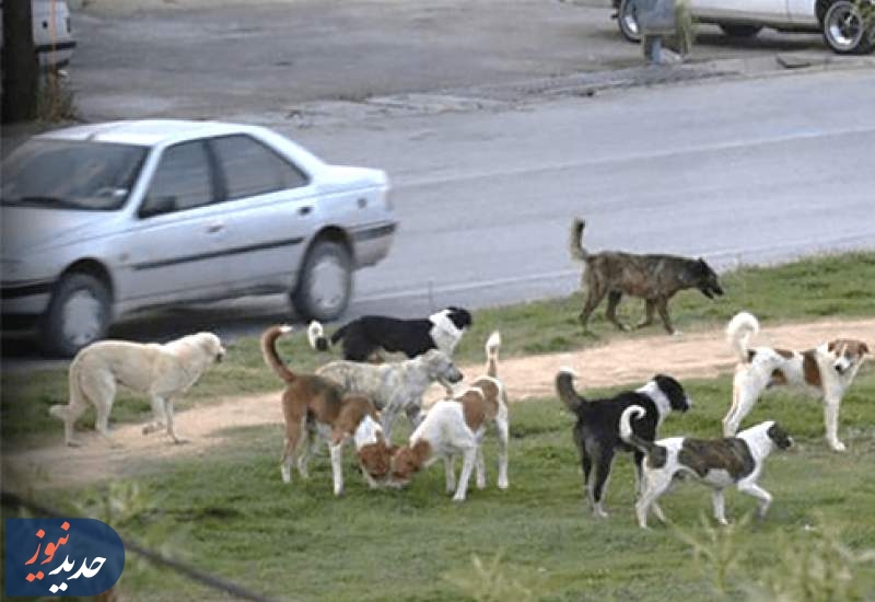 سگ ولگرد عامل فوت عابر پیاده شد