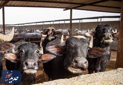 صدور مجوز واردات گوشت گاومیش از هند با قیمت 4.5 یورو