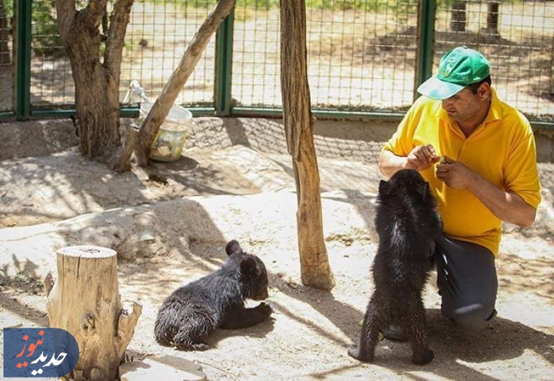 توضیحات سازمان محیط زیست درباره شیوع بیماری در پردیسان